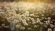 © Oliver - Charming hazy fields of delicate daisies
