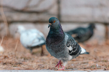 Various appearances of pigeons living in the city