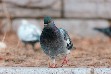 Various appearances of pigeons living in the city