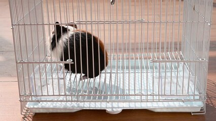 Wall Mural - a cute cavy in a cage