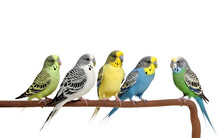 Colorful Budgies On Transparent Background, Sitting On A Stick, Generative Ai
