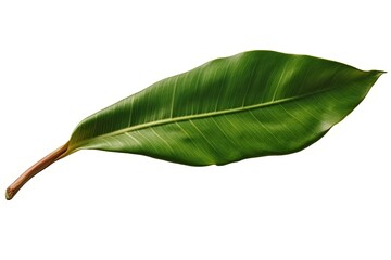 Poster - single green leaf isolated on a white background. Generative AI