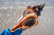 A living Florida horse conch—the state shell—at Honeymoon Island State Park in Dunedin. (Shell was put back immediately after turning over to see if it was empty)
