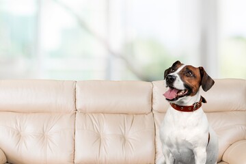 Poster - Happy smart dog sit on sofa