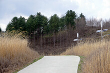 Path In The Park With Reeds And Trees In The Background                             
