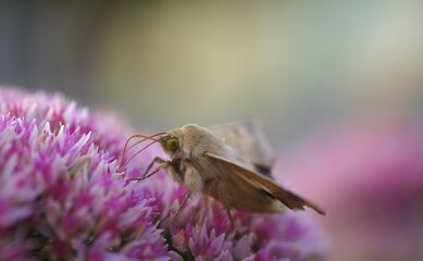 Wall Mural - Butterfly and clover flower on blurred background.