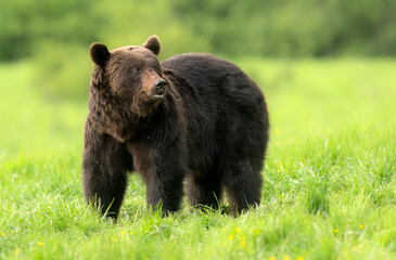 Wall Mural - Wild brown bear ( Ursus arctos )