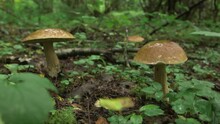 Handheld Camera Close-up Of Two Large Mushrooms In Forest