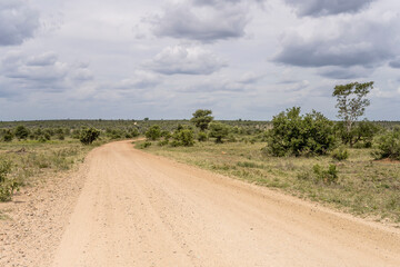 dirt road bending in kruger park wild countryside, south africa