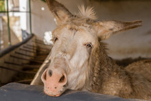 Close-up Of An Old White Donkey Looking At The Camera While Closing His Eyes