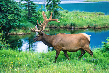 Sticker - Elk with big antlers walking by a lake