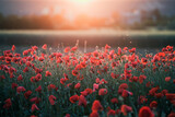 Fototapeta Natura - Beautiful field of red poppies in the sunset light.