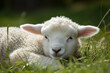 Portrait d'un bébé agneau dormant dans l'herbe  » IA générative
