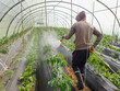 Jijel, Algeria, Avril 21, 2023, Farmer spraying pesticide, vegetable green plants in garden, pesticides or insecticides, African man sprays tomato plants pesticides on greenhouse, Agriculture Africa.