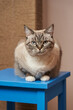 a very serious gray cat with tucked paws sits on a blue stool.