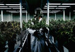 Scientist wearing a poisonous mask holding a cannabis flower and marijuana plant in the garden planted in In a closed low-light laboratory for chemistry, THC and CBD experiments