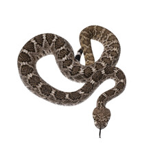 Top View Of Young Daimondback Rattlesnake Aka Crotalus Atrox Snake. Isolated On White Background.