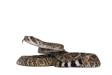 Fototapete - Side view of young Daimondback rattlesnake aka Crotalus atrox snake. Isolated on white background. Both head and rattle in focus.