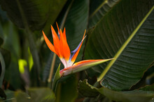 Exotic Orange Flower On The Background Of The Jungle. The Beauty Of Wildlife. Travel Concept