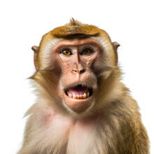Screaming Barbary Macaque Monkey Head Close-up. Generative AI