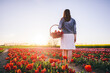 Woman walking with flowers in the basket on tulip field in spring.
