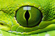 closeup of a snake eye of a bilious green snake where you can see the scales with macro, generative ai
