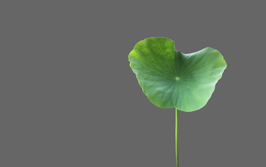 Wall Mural - Isolated waterlily or lotus leaf with clipping paths.	