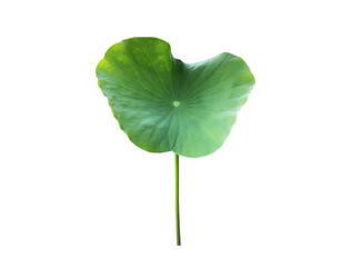 Wall Mural - Isolated waterlily or lotus leaf with clipping paths.	