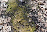 Fototapeta Sawanna - green moss on the ground with dry leaves isolated, close-up