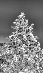 Wall Mural - Snow-covered tree on a sunny day, dolomite mountains in winter