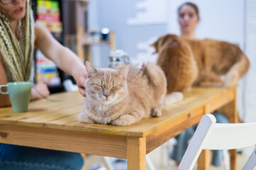 Wall Mural - Two caucasian women drink coffee in a cat cafe.