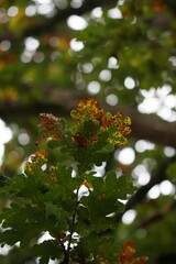 Canvas Print - a plant with orange flowers growing on it near some trees