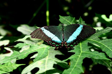 Poster - Closeup of a majestic Blue-banded Swallowtail butterfly, Papilio nireus with spread wings