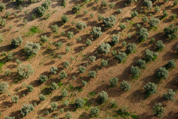 Wall Mural - olive trees, garden, top view