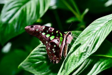 Wall Mural - Closeup of a Tailed Jay Butterfly (Graphium Agamemnon) on a leaf against blurred background