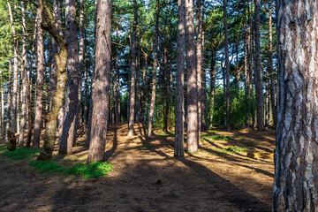 Fototapeta sunlight shining through pine woodland, at formby in merseyside