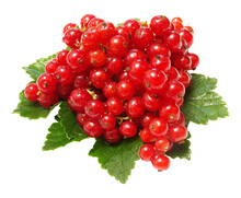 Red Currant Isolated On White