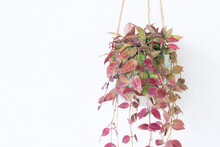 Beautiful Hoya Wallinina Plant In Pot Hanging On Wall At Home