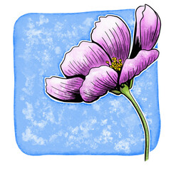 line ink drawing of cosmos flower with watercolor background