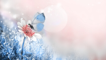 Wall Mural - Wild flower in the grass and blue butterfly in the meadow.