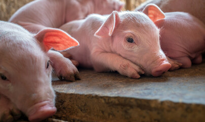 A week-old piglet cute newborn sleeping on the pig farm with other piglets