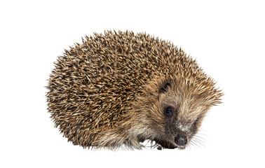 Wall Mural - common european hedgehog, erinaceus europaeus, isolated on white