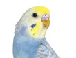 Close-up of a Blue rainbow Budgerigar bird head, isolated on whi