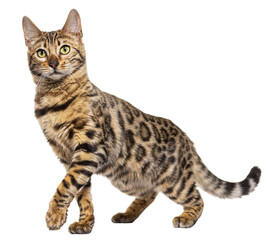 Wall Mural - bengal cat marking the stop and looking away, isolated on white