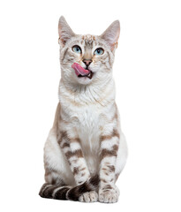Wall Mural - front view of a snow lynx bengal cat licking its lips, isolated on white