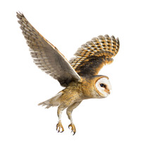 Side View Of A Barn Owl, Nocturnal Bird Of Prey, Flying