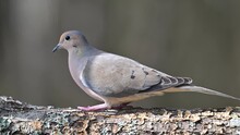 A Mourning Dove Feeding On A Dead Log I