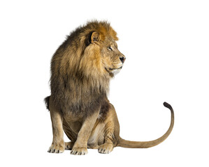 sitting lion looking away, isolated on white