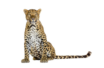 Wall Mural - spotted leopard standing in front and facing at the camera, isolated on white
