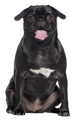 Poster - Sitting black Pug dog panting and looking at the camera, Isolated on white